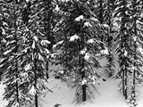 BWW-005 - Fresh Snow, Elkheart Park,WY