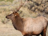 CWY-028-Bull Elk