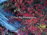 CWY-020 - Grand Teton Fall Colors