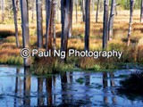 CWY-029 - Weathered Trees Reflections, Yellowstone