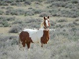 CWY-036 - Wyoming Red Desert's Wild Horse