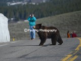 CWY-037 - Tourists, Photographer and Grizzly Bear