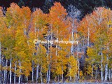 CWY-047  - Brilliant Autumn Color, Grand Teton National Park