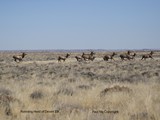 CWY-028-Running Desert Elk
