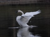 CWY-034-Trumpeter Swan Yellowstone River (2016)